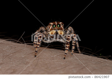 Female Jumping Spider Female Jumping Spider 86421907