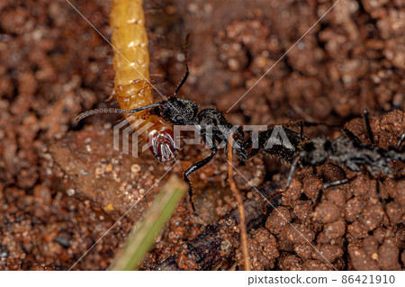 Adult Female Ectatommine Ants Adult Female Ectatommine Ants 86421910