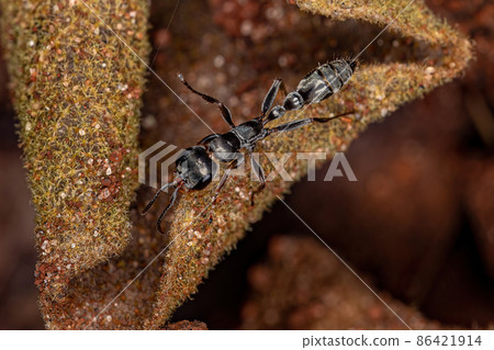 Adult Female Twig Ant Adult Female Twig Ant 86421914