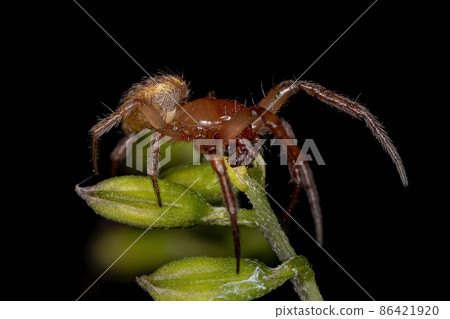 Adult Classic Orbweaver Adult Classic Orbweaver 86421920