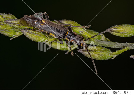 Adult Soldier Beetle Adult Soldier Beetle 86421921