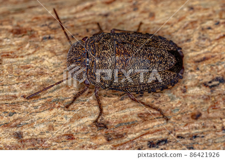 Adult Stink bug 86421926