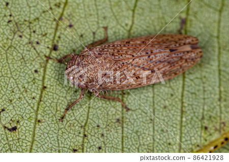 Small Typical Leafhopper 86421928