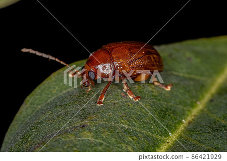 Adult Leaf Beetle 86421929