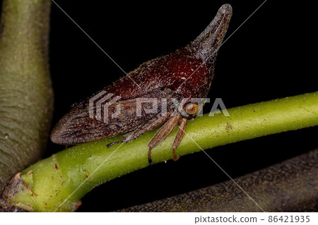 Adult Typical Treehopper 86421935