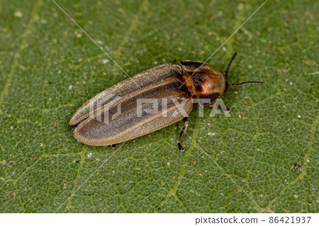Adult Firefly Beetle Adult Firefly Beetle 86421937