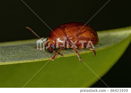 Adult Leaf Beetle Adult Leaf Beetle 86421939