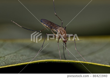 Adult Female Culicine Mosquito Insect Adult Female Culicine Mosquito Insect 86421940