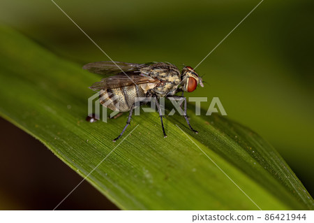 Adult Calyptrate Fly 86421944