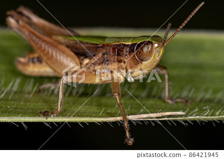 Adult Stridulating Slant-faced Grasshopper 86421945