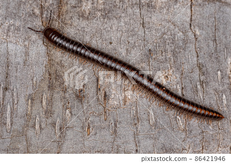 Adult Common Brown Millipede Adult Common Brown Millipede 86421946