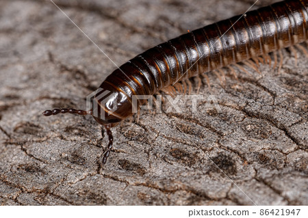 Adult Common Brown Millipede Adult Common Brown Millipede 86421947
