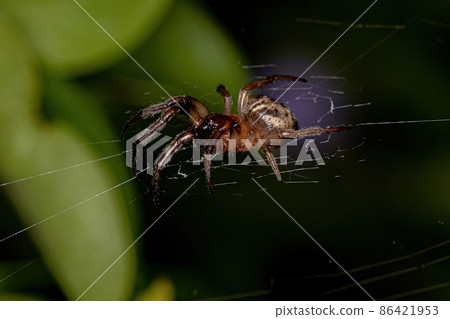 Adult Classic Orbweaver Adult Classic Orbweaver 86421953