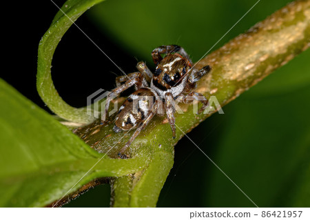 Small Jumping Spider 86421957