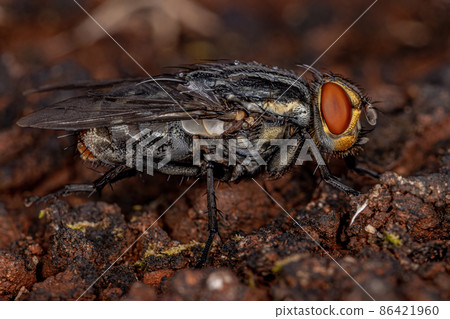 Adult Flesh Fly 86421960