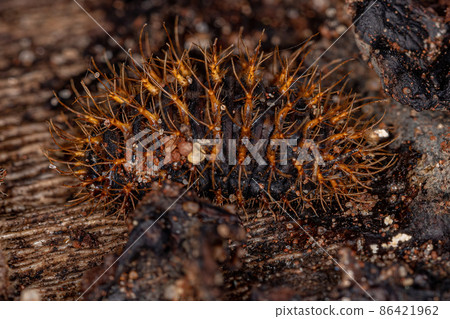 Pleasing Fungus Beetle Larvae 86421962