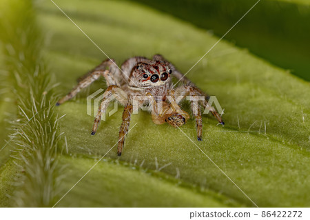 Adult Female Jumping Spider Adult Female Jumping Spider 86422272