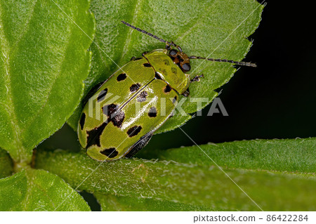 Adult Flea Beetle 86422284