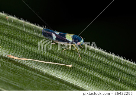 Adult Small Sharpshooter Insect 86422295