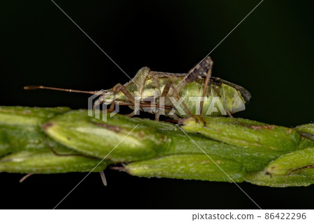 Adult Scentless Plant Bug 86422296