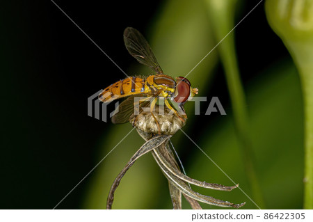 Adult Calligrapher Fly Adult Calligrapher Fly 86422305