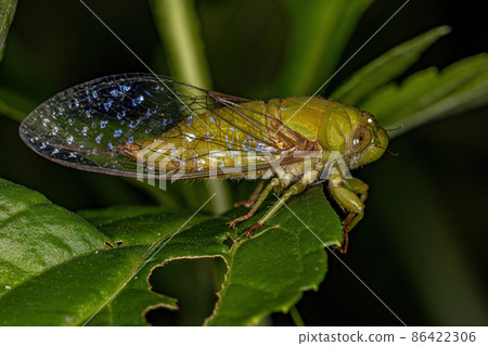 Adult Largeclasper Cicada Adult Largeclasper Cicada 86422306