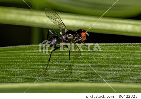 Adult Black Scavenger Fly Adult Black Scavenger Fly 86422323