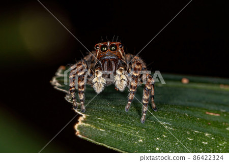 Female Jumping Spider 86422324
