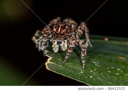 Female Jumping Spider Female Jumping Spider 86422325