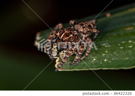 Female Jumping Spider 86422326