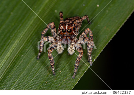 Female Jumping Spider 86422327