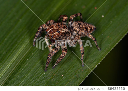 Female Jumping Spider 86422330