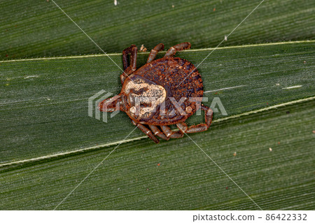 Female Adult Cayenne Tick Female Adult Cayenne Tick 86422332
