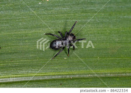 Small Black Jumping Spider 86422334