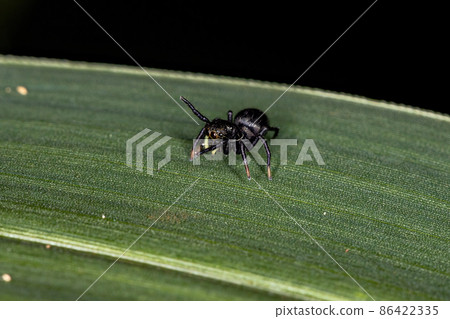 Small Black Jumping Spider Small Black Jumping Spider 86422335