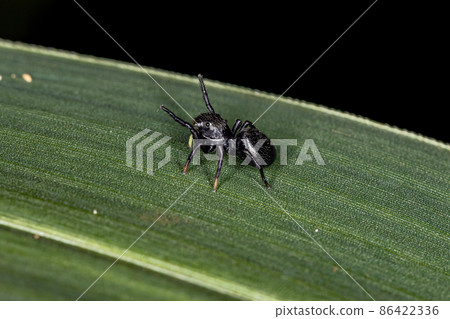 Small Black Jumping Spider Small Black Jumping Spider 86422336