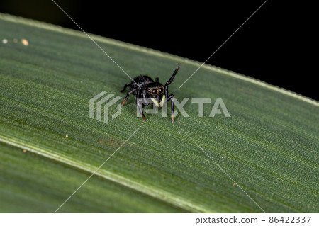 Small Black Jumping Spider Small Black Jumping Spider 86422337