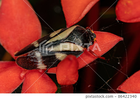 Adult Froghopper Insect 86422340