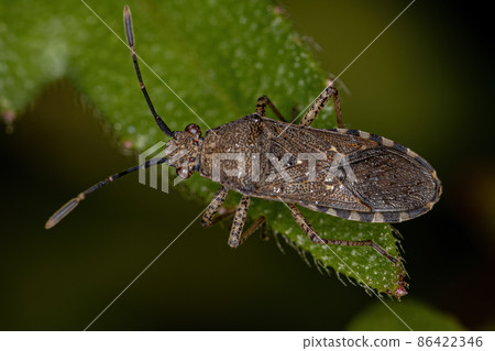 Adult Leaf-footed Bug 86422346