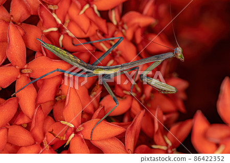 Small Mantid nymph Small Mantid nymph 86422352