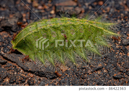 Slug Caterpillar Moth 86422363