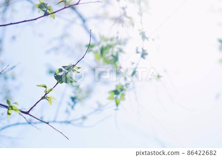 蒼白的天空和樹葉 86422682