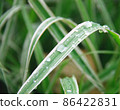 Close up of leaves with drops of water after the rain. 86422831