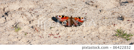 The spring natural banner of the beautiful butterfly on the sand. 86422832