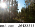 The path in the forest with beautiful rays of the sun and old evergreen pines. 86422833
