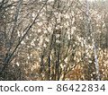 The bush of willow in the spring with fresh buttons in the beautiful sunlight. 86422834
