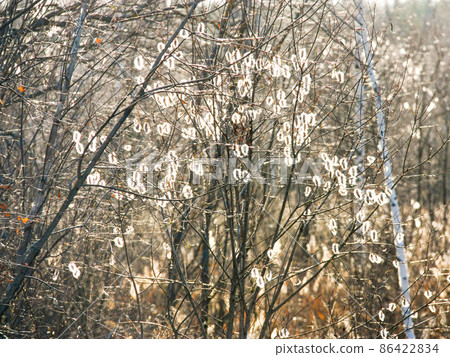 The bush of willow in the spring with fresh buttons in the beautiful sunlight. The bush of willow in the spring with fresh buttons in the beautiful sunlight. 86422834