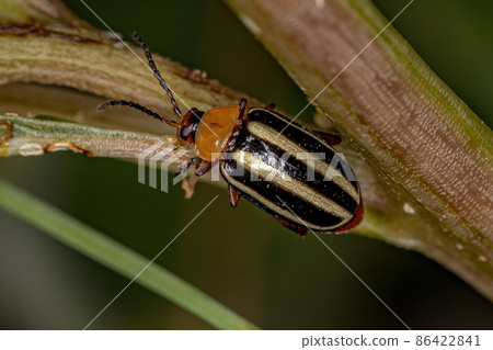 Adult Flea Beetle 86422841