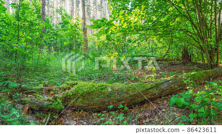 Panoramic photo of the edge of a pine forest, rotted fallen tree covered in moss in the foreground Panoramic photo of the edge of a pine forest, rotted fallen tree covered in moss in the foreground 86423611