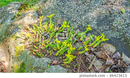The green succulent Sedum acre or goldmoss stonecrop grows and blooms yellow on a rock among lichens The green succulent Sedum acre or goldmoss stonecrop grows and blooms yellow on a rock among lichens 86423613
